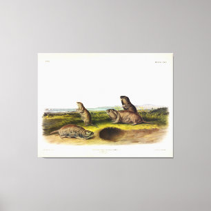 Camas Rat (Northern Pocket Gopher) von Audubon Leinwanddruck