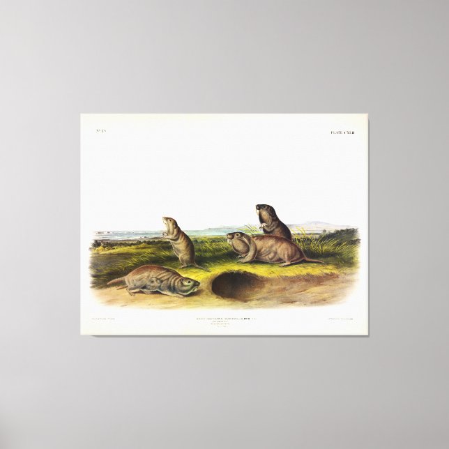 Camas Rat (Northern Pocket Gopher) von Audubon Leinwanddruck (Vorderseite)