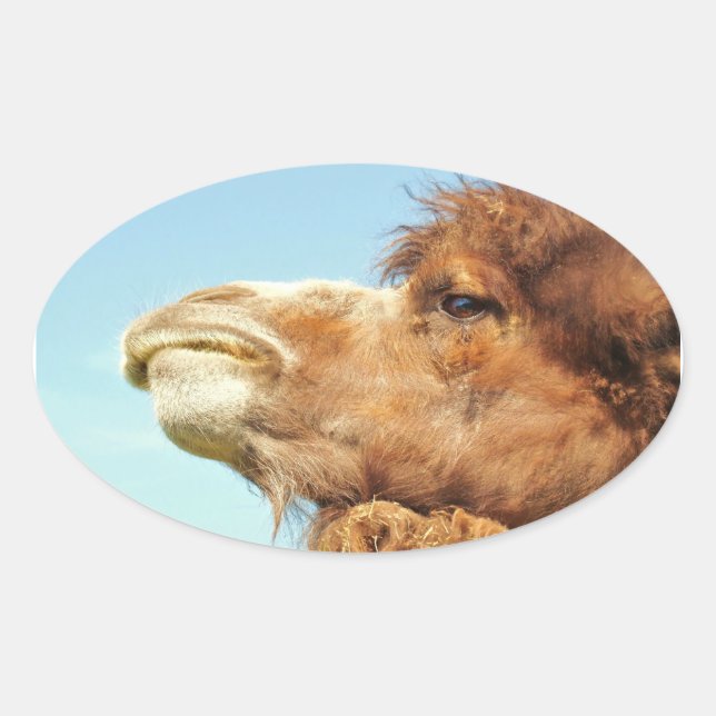 Camel Animal Portrait Foto Ovaler Aufkleber (Vorderseite)