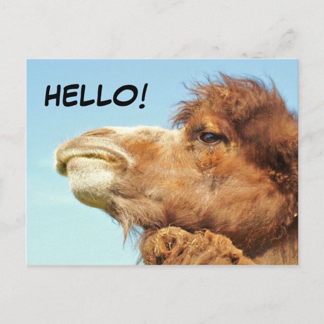 Camel - Carte postale (Devant)