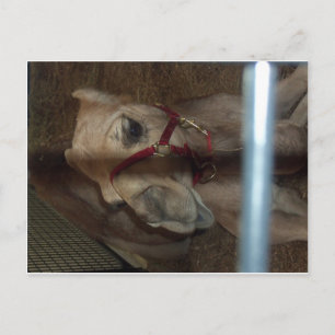 Camel Closeup 1 Postkarte