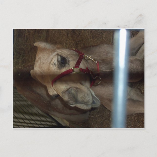 Camel Closeup 1 Postkarte (Vorderseite)