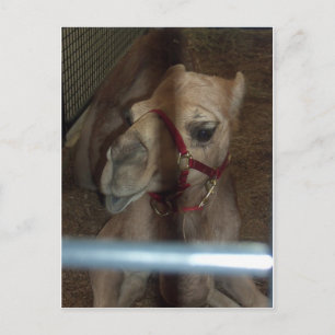 Camel Closeup, 1 Postkarte