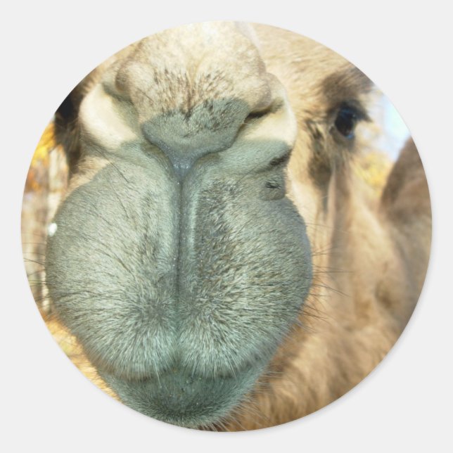 Camel Face Runder Aufkleber (Vorderseite)