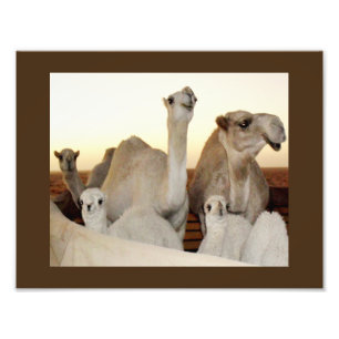 Camel Family Fotodruck