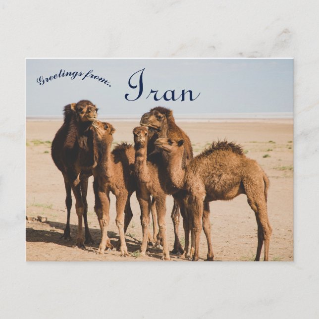 Camel Family Isfahan Province Aran o Bidgol Iran Postkarte (Vorderseite)