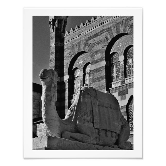 Camel Gedanken Fotodruck (Vorne)