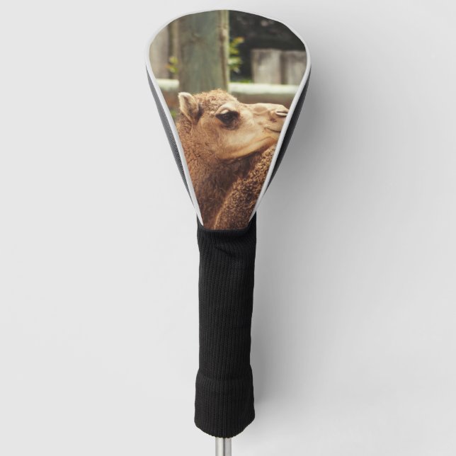 Camel Golf Headcover (Vorderseite)