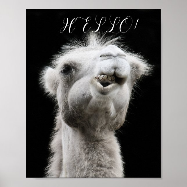 CAMEL HELLO POSTER (Vorne)