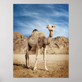 Camel in desert poster