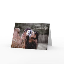 "Camel Kiss - L'amour est. ..." Carte