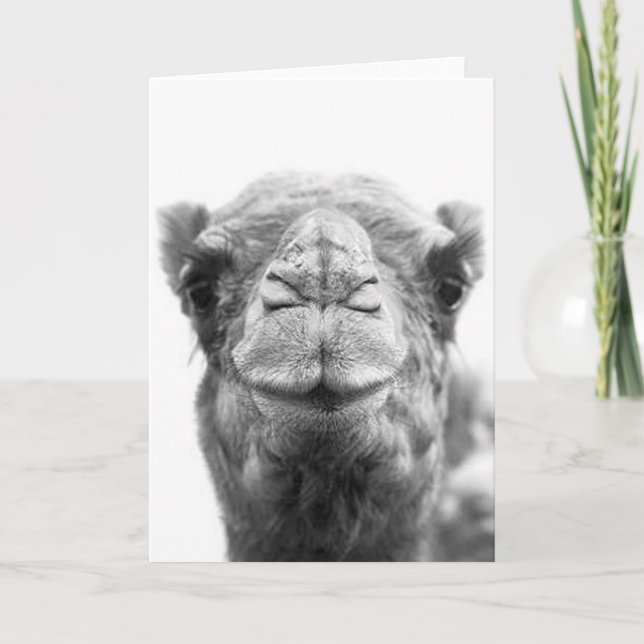 Camel Kisses Fun Foto Grußkarten schließen Karte (Vorderseite)