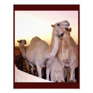 Camel Liebe Fotodruck