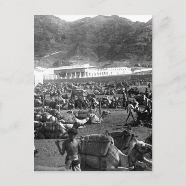 Camel Market, Aden, Jemen 1902 Postkarte (Vorderseite)