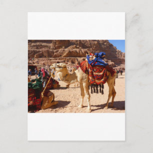 Camel Middle East Nature Animals Destinative Gifts Postkarte