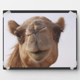 Camel Plaque Fotoplatte