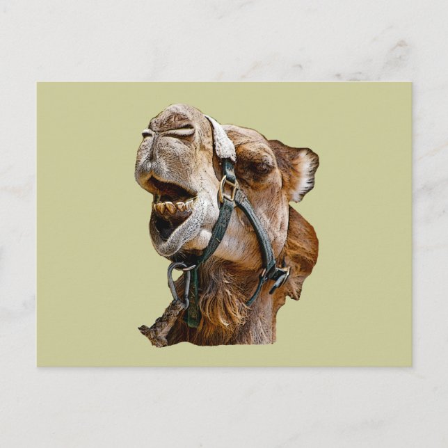 Camel Postcard Postkarte (Vorderseite)