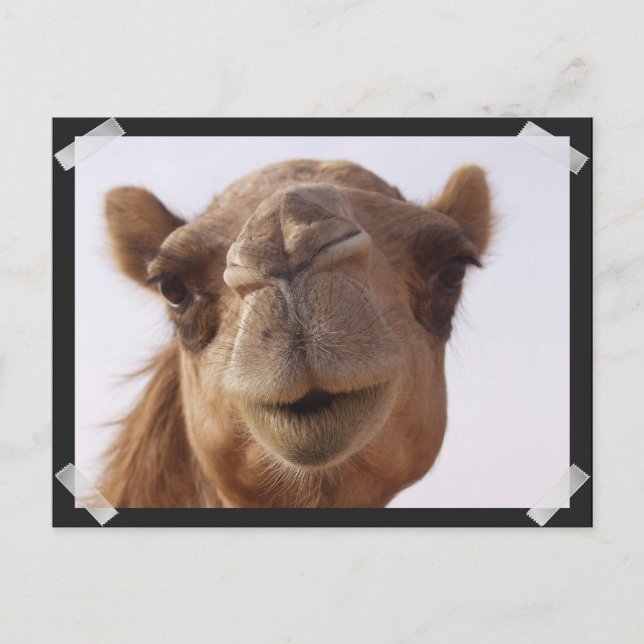 Camel Postcard Postkarte (Vorderseite)