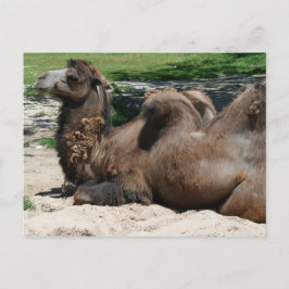 Camel Postcard Postkarte