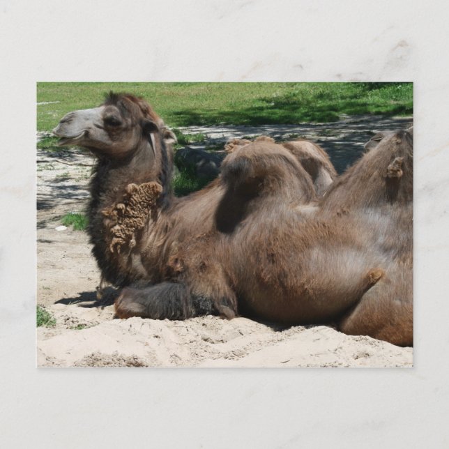 Camel Postcard Postkarte (Vorderseite)