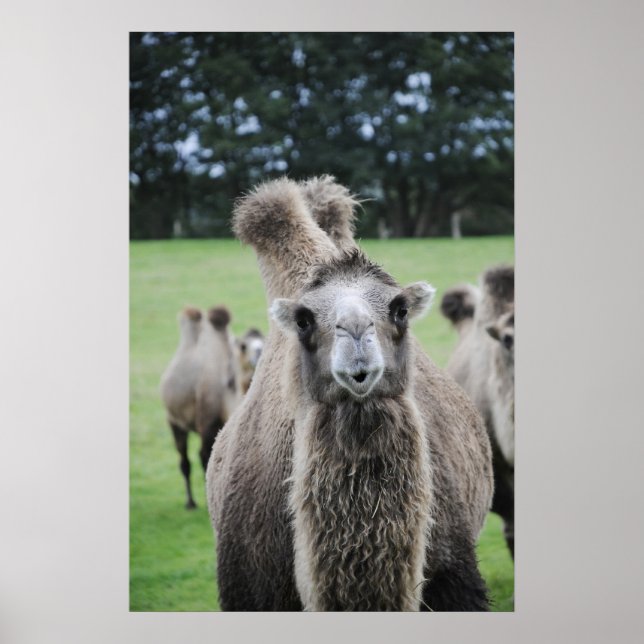Camel Poster (Vorne)