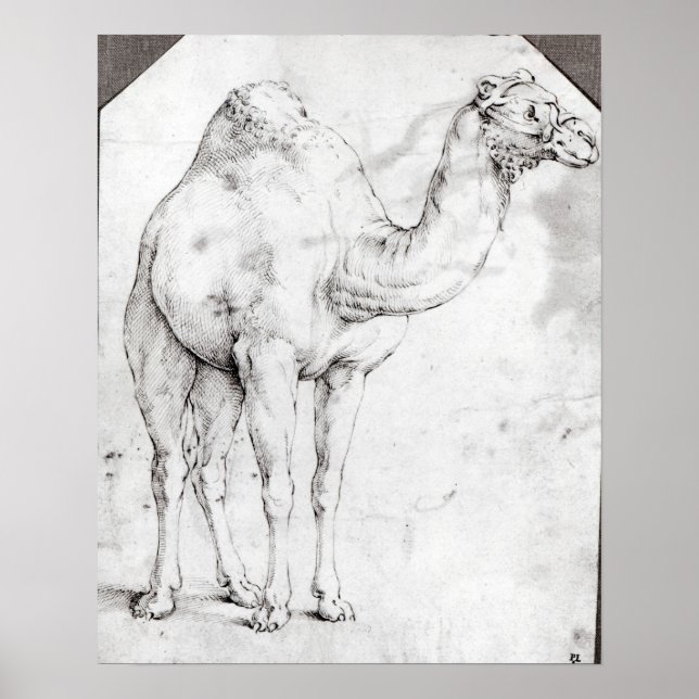 Camel Poster (Vorne)