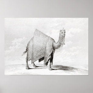 Camel Poster