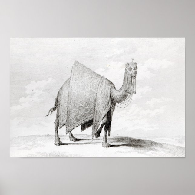 Camel Poster (Vorne)