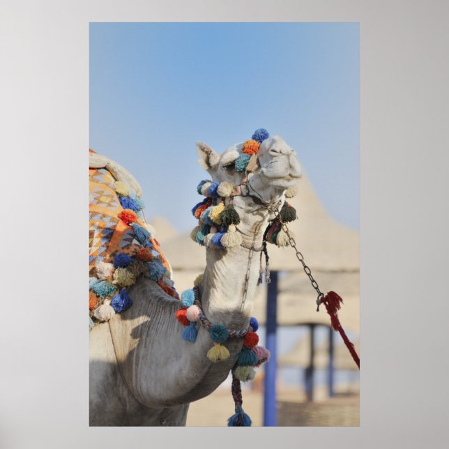 Camel Poster (Vorne)