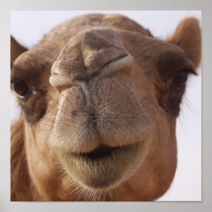 Camel Poster Print