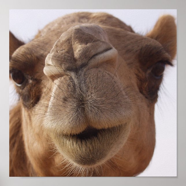 Camel Poster Print (Vorne)