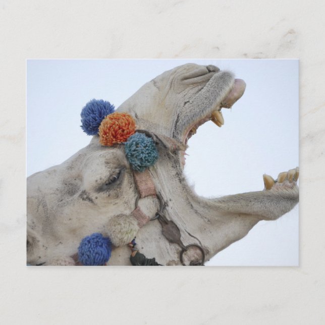 Camel Postkarte (Vorderseite)
