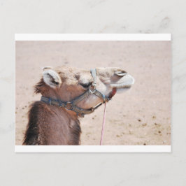 Camel Postkarte