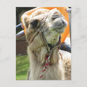 Camel Postkarte
