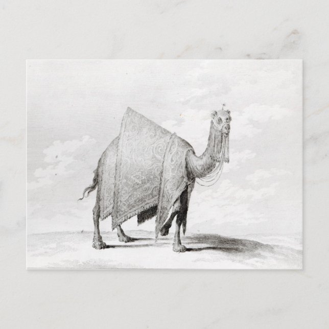 Camel Postkarte (Vorderseite)