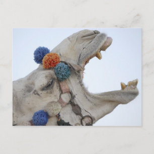 Camel Postkarte