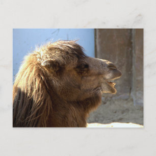 Camel Postkarte