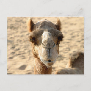 Camel Postkarte