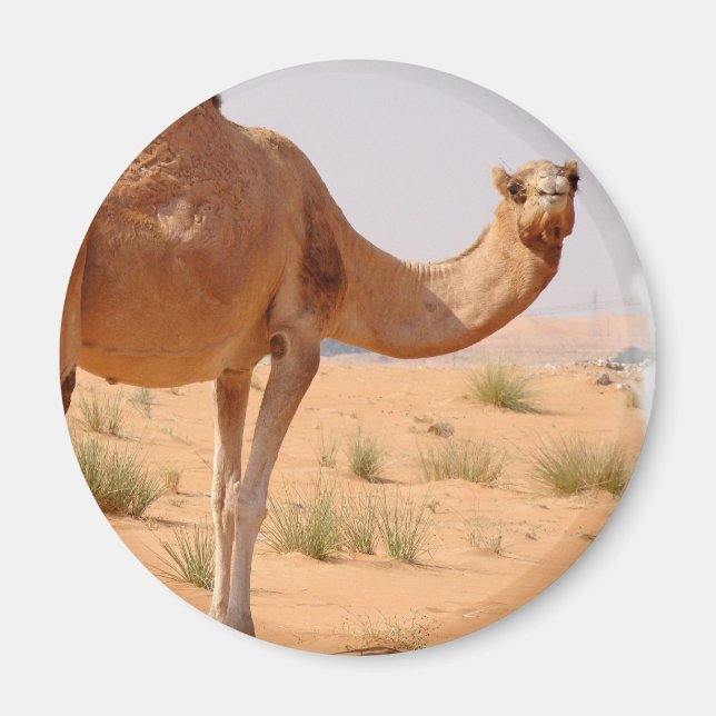 Camel pour Arabs Magnet (Devant)