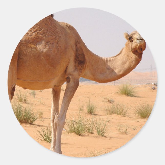 Camel pour Stickers Arabes (Devant)