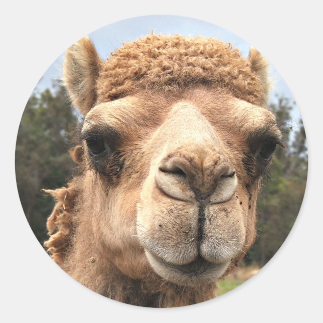 Camel Runder Aufkleber (Vorderseite)