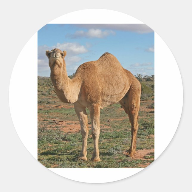 Camel Runder Aufkleber (Vorderseite)