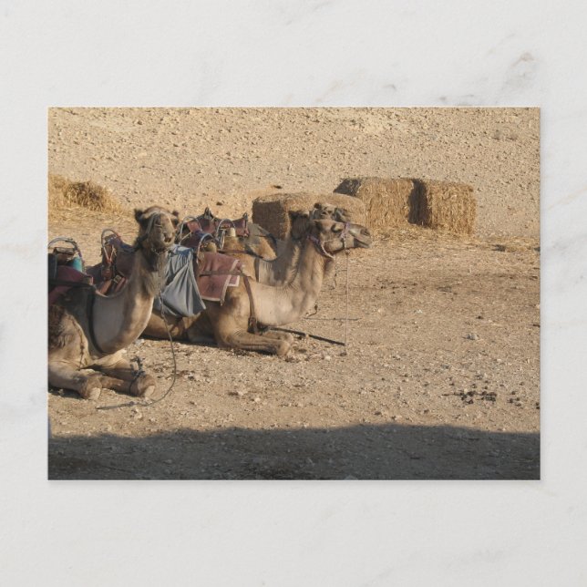 Camel Sitting Postkarte (Vorderseite)