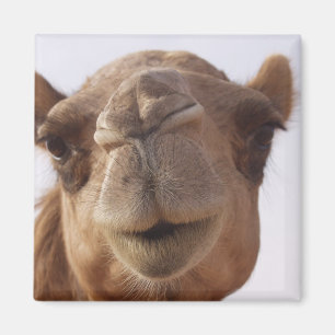 Camel Square Magnet