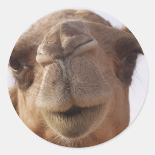 Camel Stickers