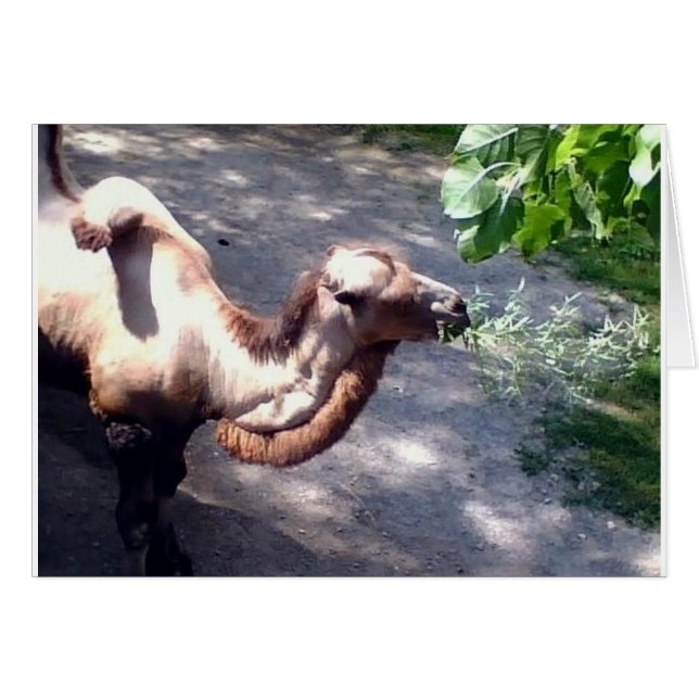 Camel Time! Zootiere (Vorderseite (Horizontal))