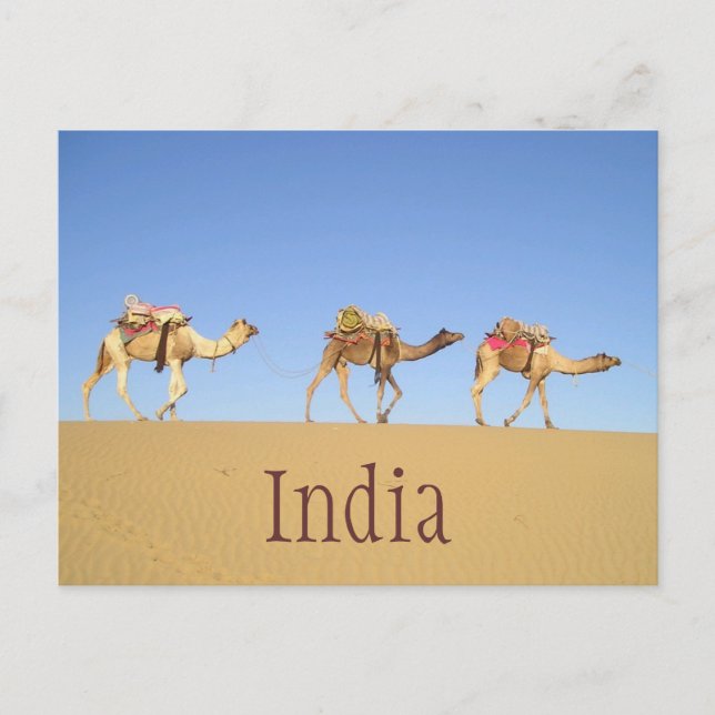 Camel Train, Thar Desert Carte Postale (Devant)