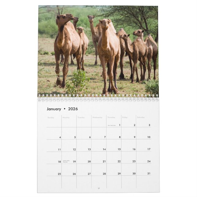 Camel Wall Calendar Kalender (Jan 2026)
