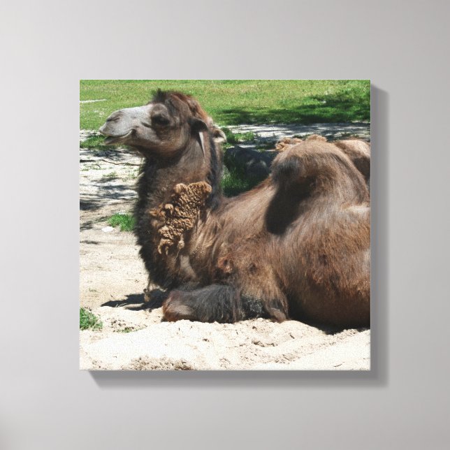 Camel Wrapped Canvas Leinwanddruck (Vorderseite)