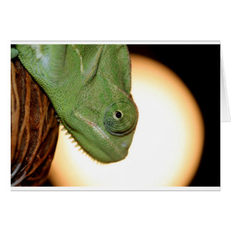 caméléon